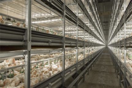 System tuczu brojlera Patio Vencomatic