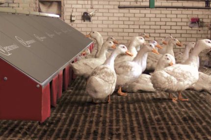 Gniazda automatyczne dla kaczek