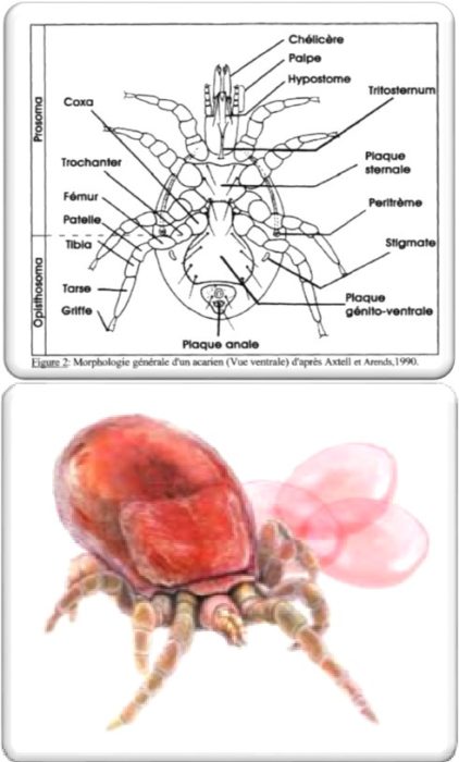 Anatomia ptaszyńca