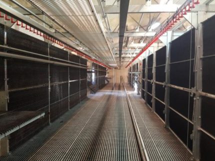 Ściany platform w odchowalni Vencomatic