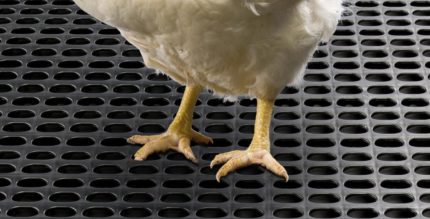 Ruszta dla drobiu Vencoslat