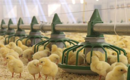 Utrzymanie brojlerów