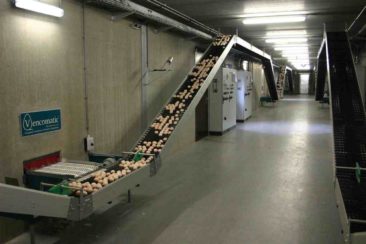 Centralny zbiór jaj