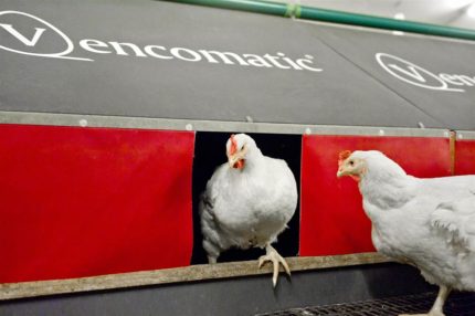 Classic Centerbelt Nest Gniazdo Automatyczne