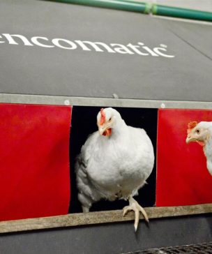 Classic Centerbelt Nest Gniazdo Automatyczne