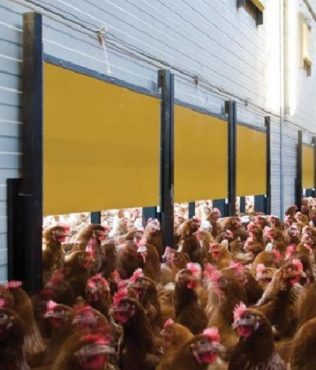 Ekologiczny wolny wybieg