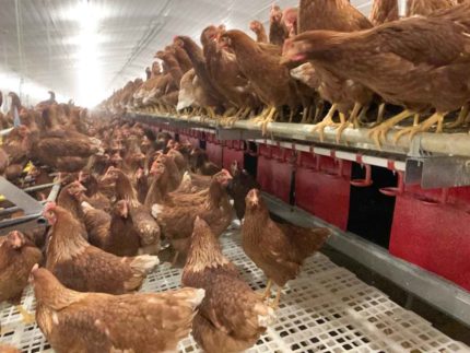 Gniazda automatyczne Grando