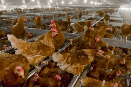 Grzędy w Bolegg Terrace