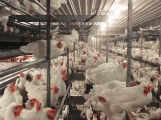 Kury nioski w wolierze_11