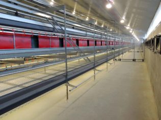 Kury nioski w wolierze_13