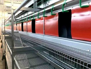 Kury nioski w wolierze_14