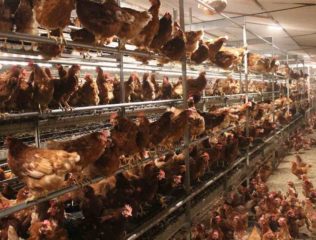 Kury nioski w wolierze_17