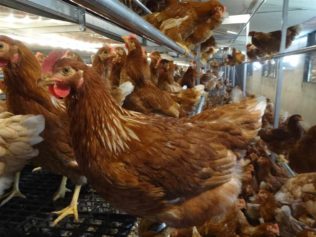 Kury nioski w wolierze_18