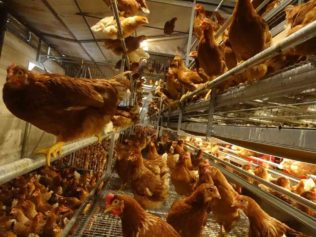 Kury nioski w wolierze_20