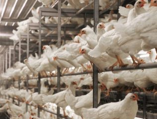 Kury nioski w wolierze_3