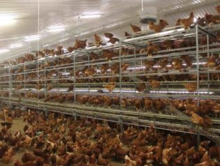 Kury nioski w wolierze_4