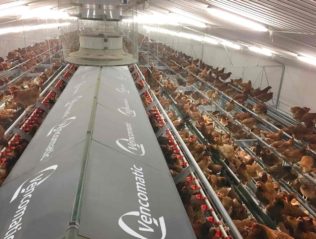 Kury nioski w wolierze_8