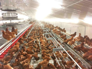 Kury nioski w wolierze_9