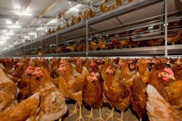 Kury w systemie wolierowym REDL