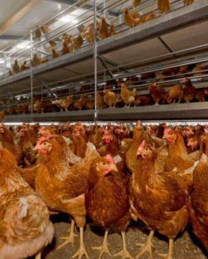 Kury w systemie wolierowym REDL