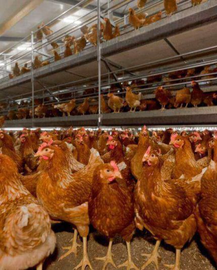 Kury w systemie wolierowym REDL