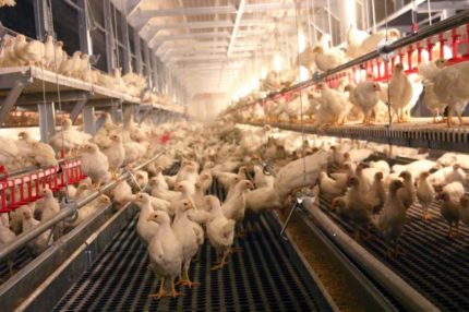 Najlepsza odchowalnia