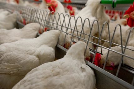 Paszociąg Łańcuchowy