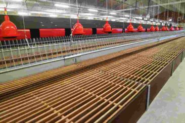 Poidła dzwonowe dla drobiu