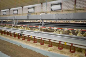 Poidła nyplowe dla drobiu