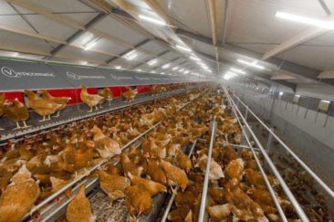 System Wolierowy Resting Eating Drinking Lying