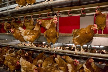 Szczęśliwe kury w systemie wolierowym