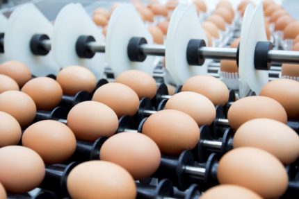 Układanie jaj