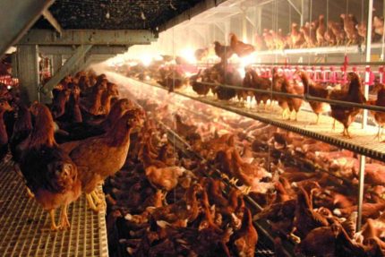 Zrównoważony odchów