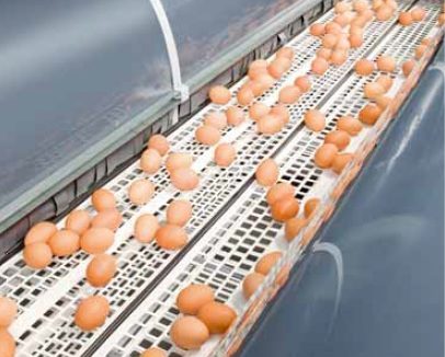 Perforowany pas do transportu jaj